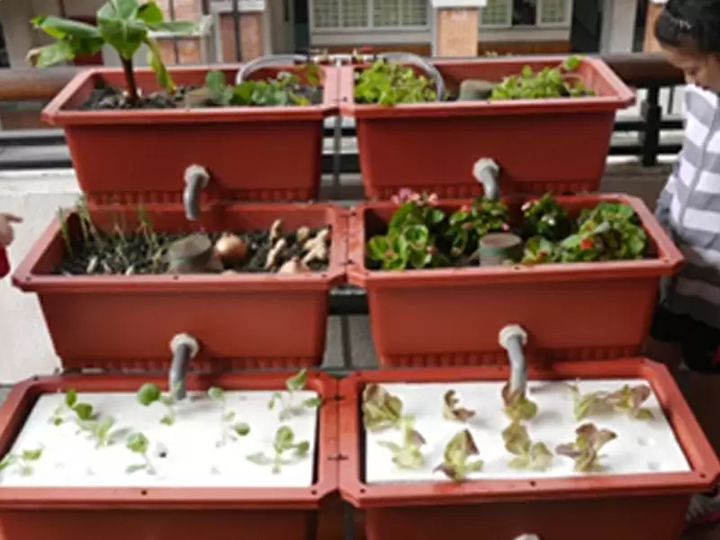 棒棒绿手指-养鱼种菜一级棒