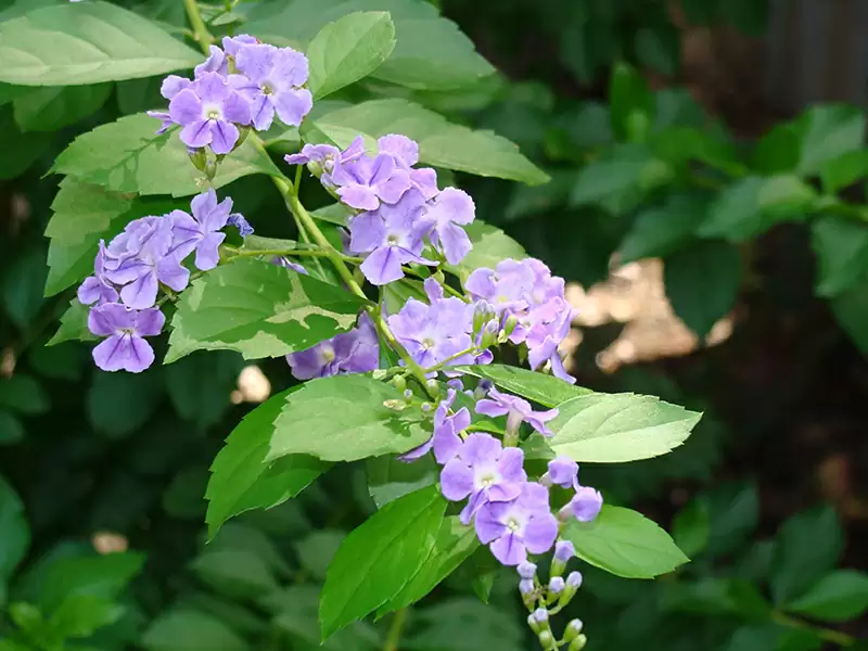 金露花  (馬鞭草科) 金露花  (馬鞭草科)