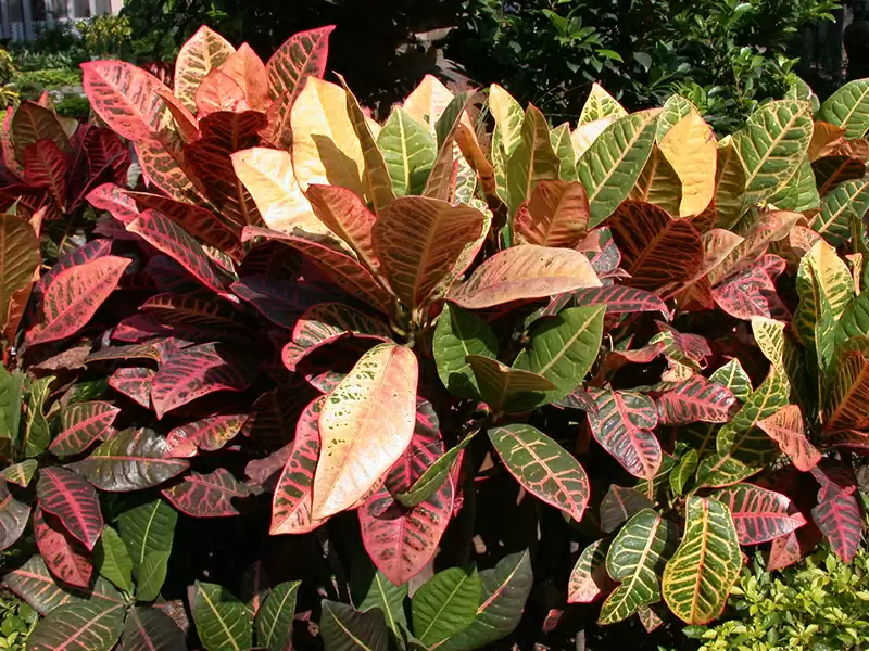 ヘンヨウボク (トウダイグサ科)