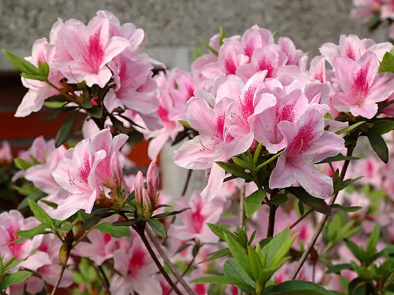 ツツジ (ツツジ科)