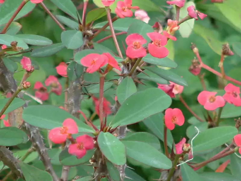 ハナキリン (トウダイグサ科)