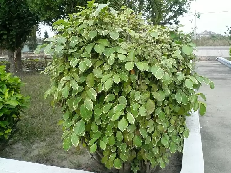 オオバアラリア (ウコギ科)