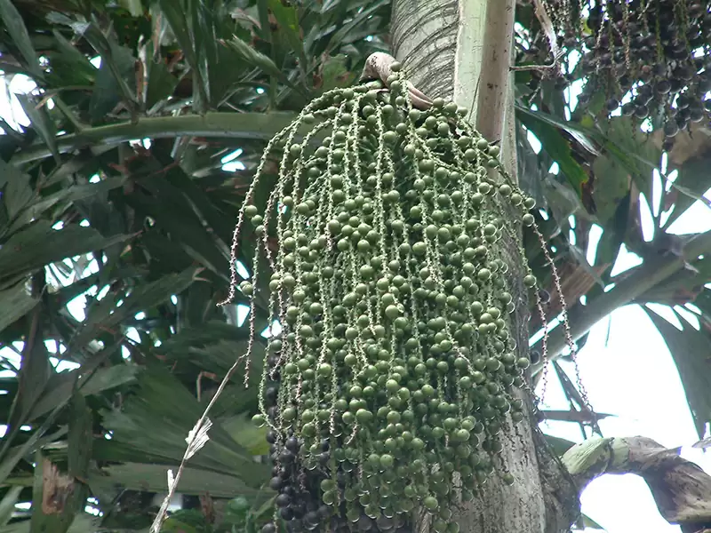 クジャクヤシ (ヤシ科)