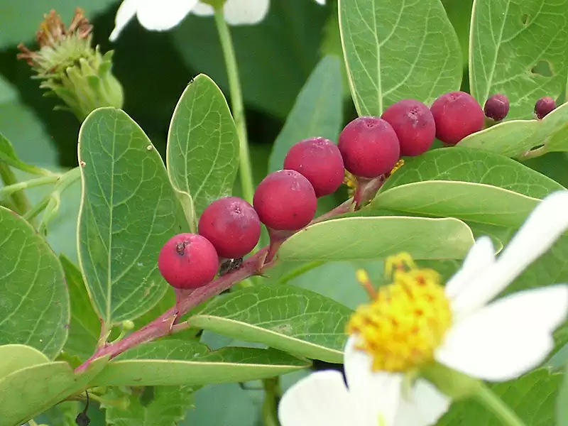 オオシマコバンノキ (トウダイグサ科)