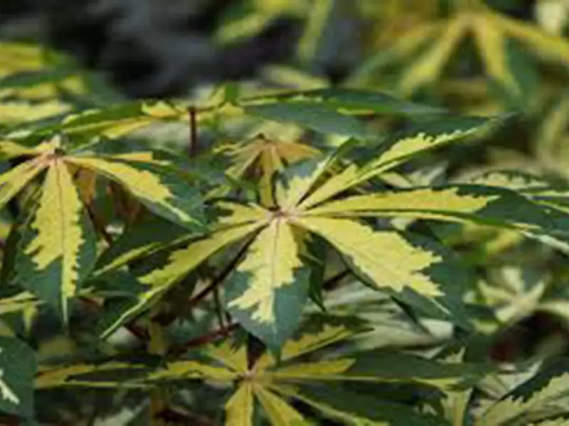 キャッサバ (トウダイグサ科)