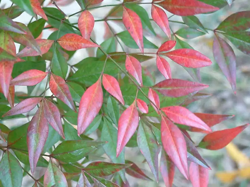 ナンテン (ナンテン科)