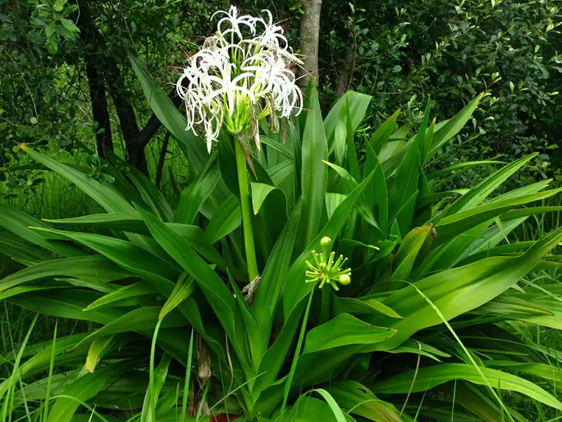 ハマユウ (ヒガンバナ科)