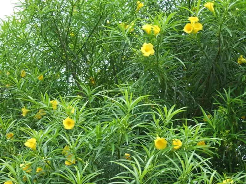 キバナキョウチクトウ (キョウチクトウ科)