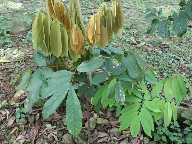 シイノキカズラ (マメ科)