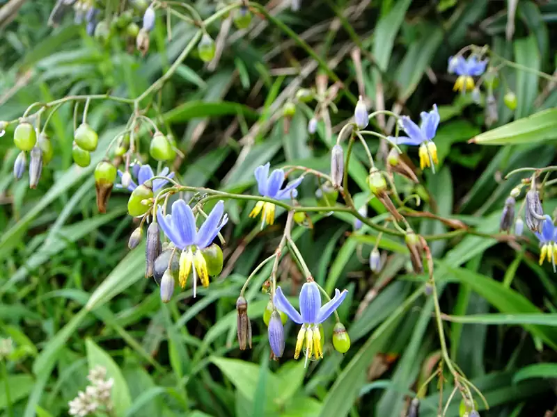 桔梗兰  (百合科)