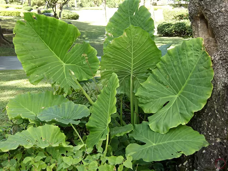姑婆芋  (天南星科)