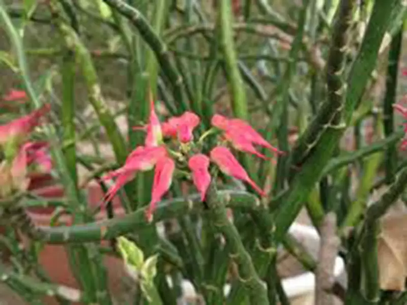 红雀珊瑚  (大戟科)