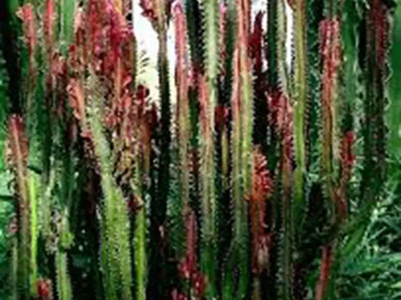 彩云阁  (大戟科)