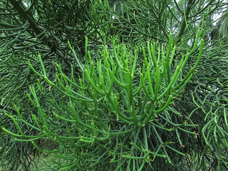 绿珊瑚  (大戟科)