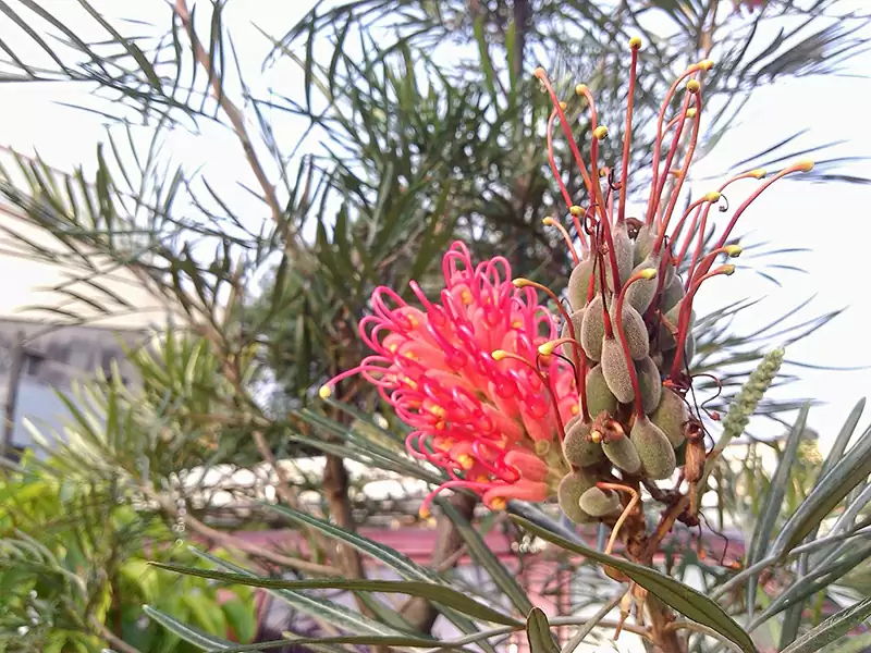 银桦  (山龙眼科)