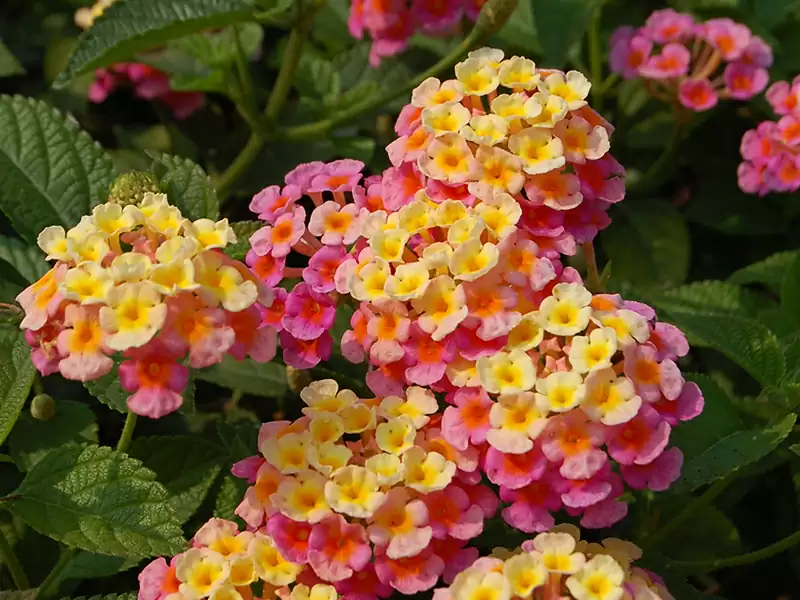 马缨丹  (马鞭草科)