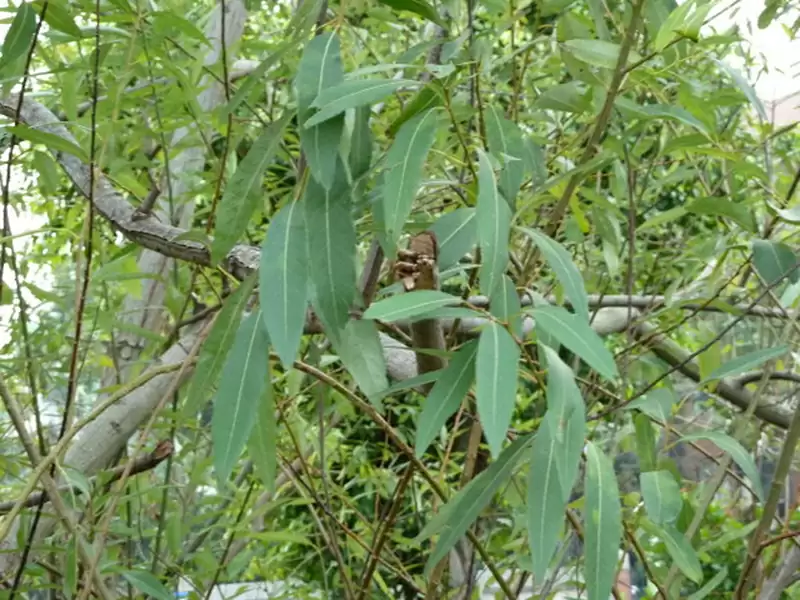 タイワンアカメヤナギ タイワンアカメヤナギ