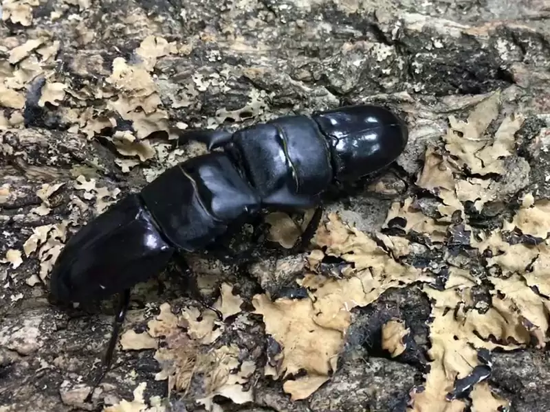 扁锹形虫 扁锹形虫