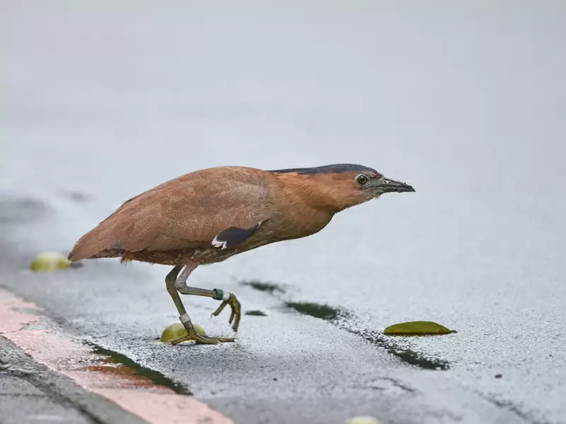 Malayan Night Heron