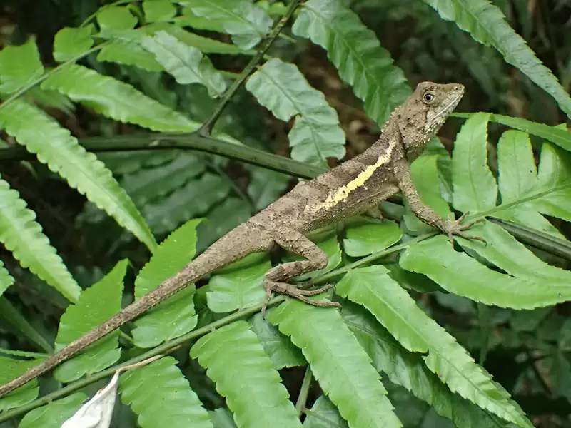 Tree Lizard