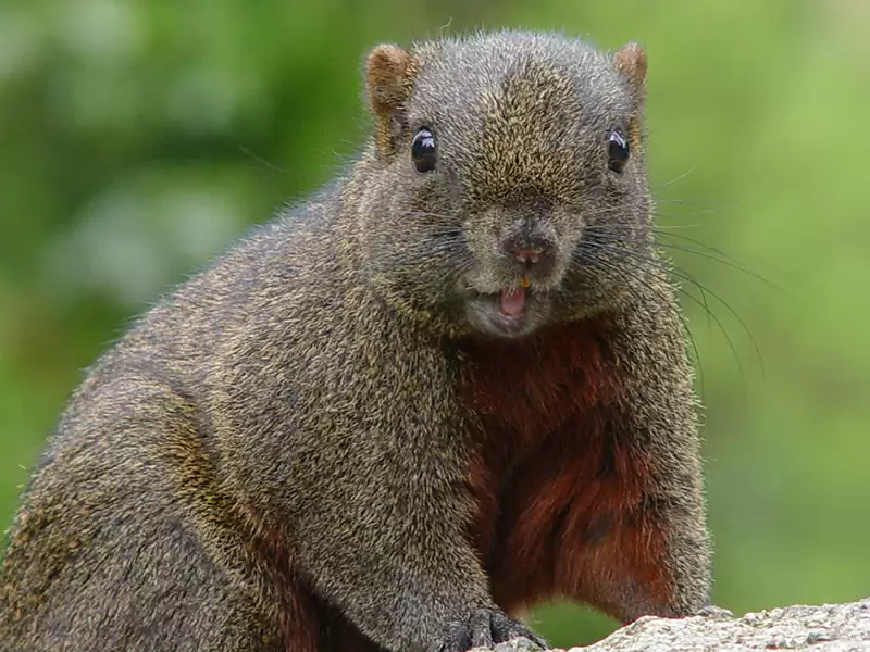 Pallas’s Squirrel