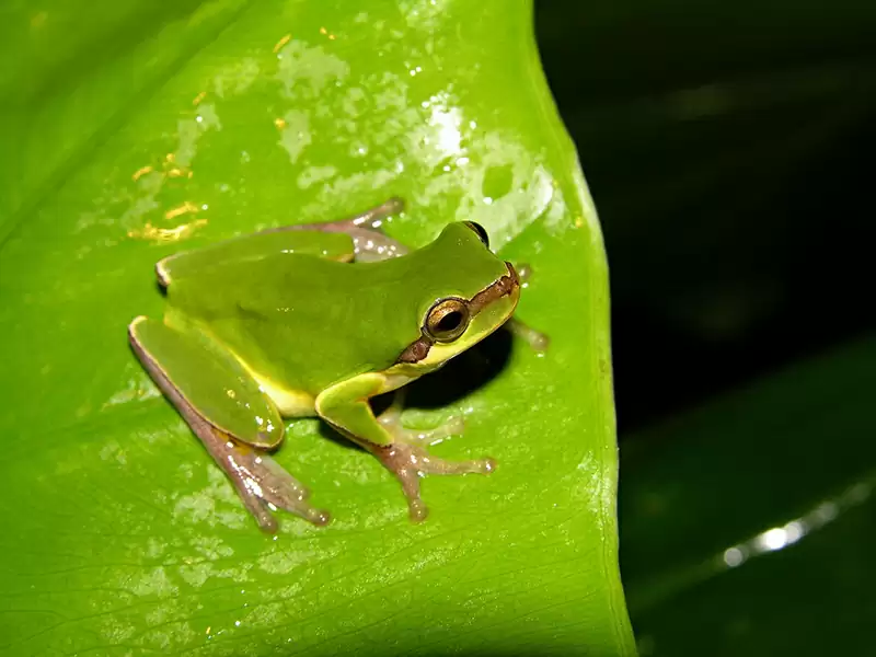 Chinese Tree Frog