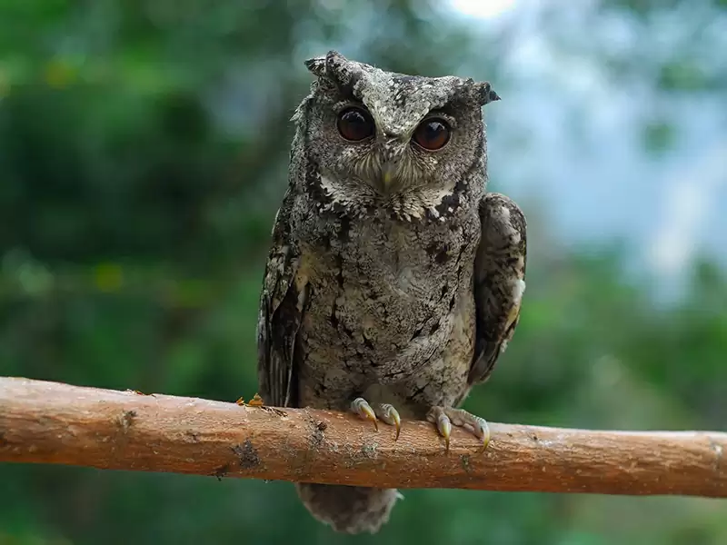 Owl