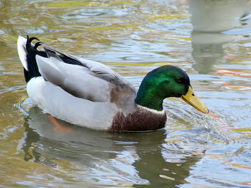 Mallard