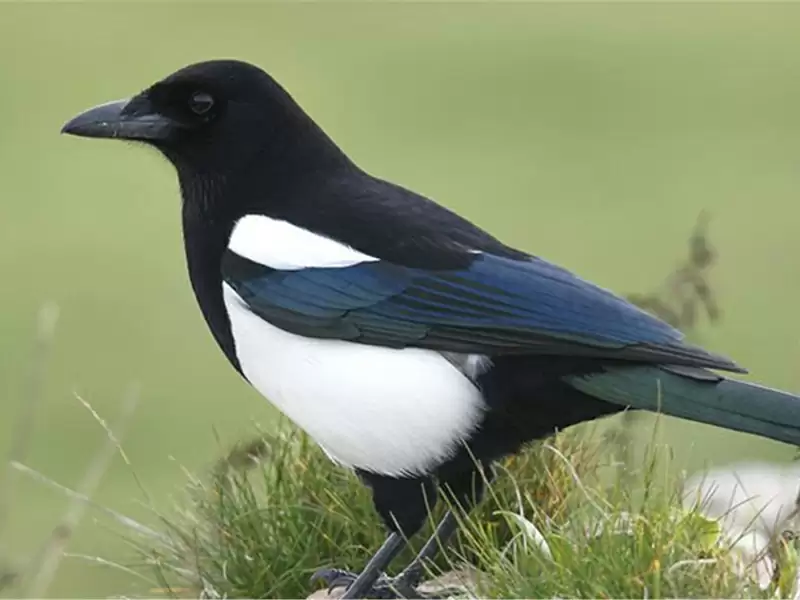Eurasian Magpie