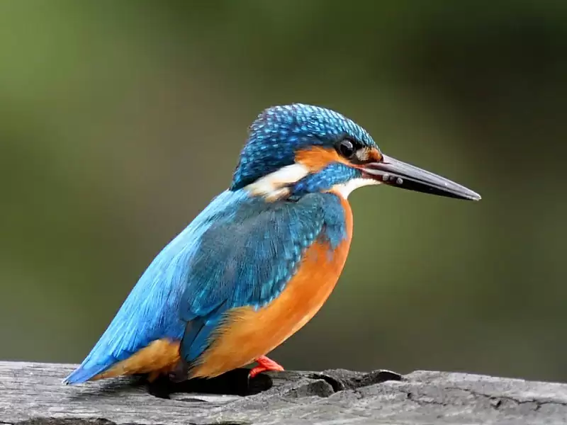 Kingfisher