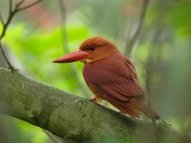 Ruddy Kingfisher