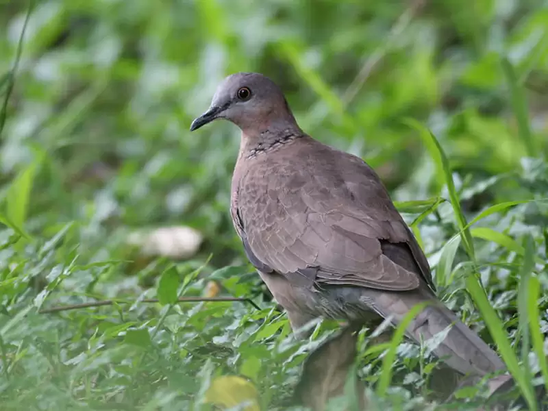 Spotted Dove