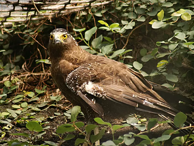 Crested Serpent Eagle