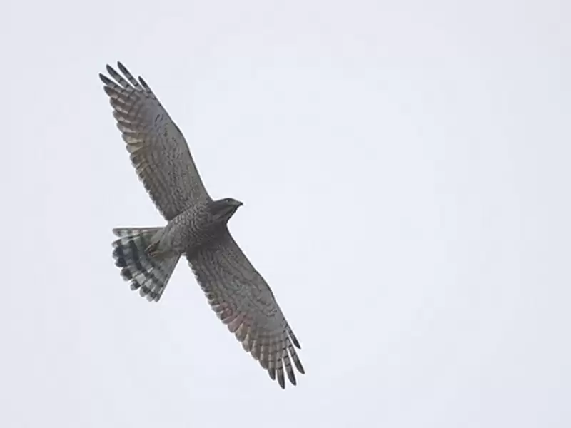 Grey-faced Buzzard