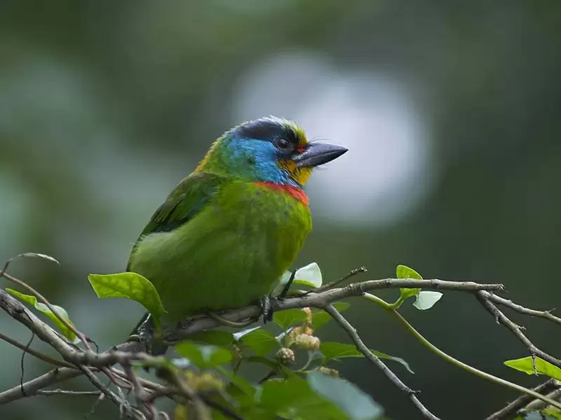 パークの動物 - 科學教育、運動、冒險、休憩遊樂設施等綜合遊樂