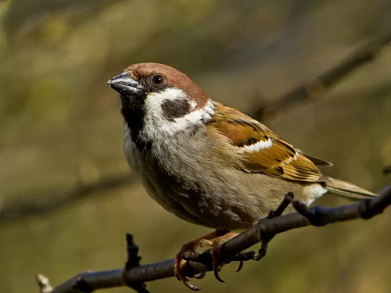 Eurasian Tree Sparrow