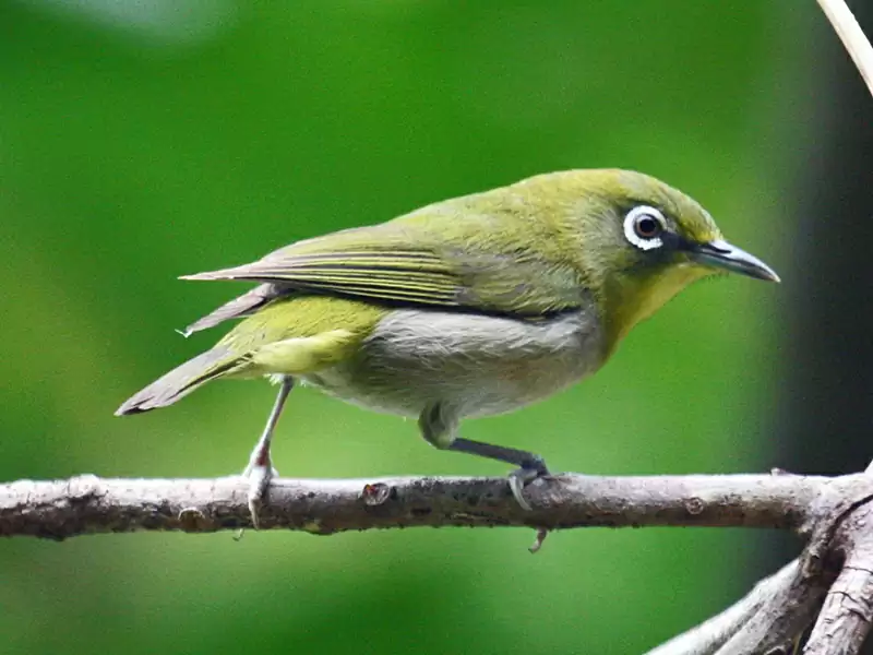 日本の鳥 キツツキの探鳥記