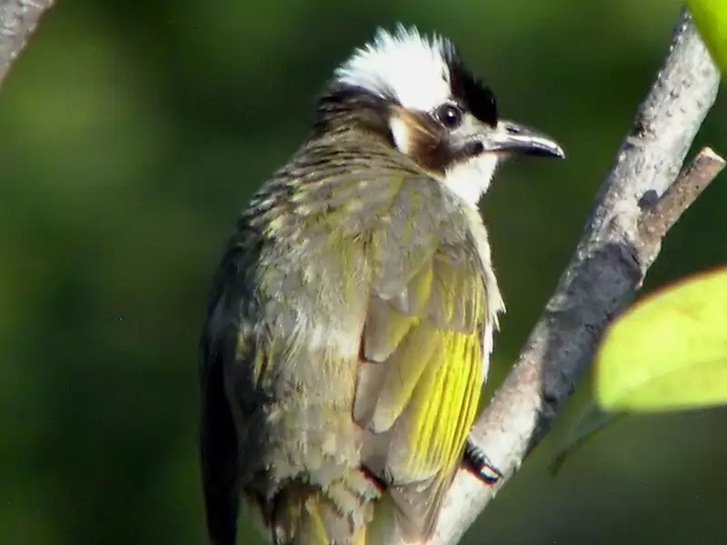 Light-vented Bulbul