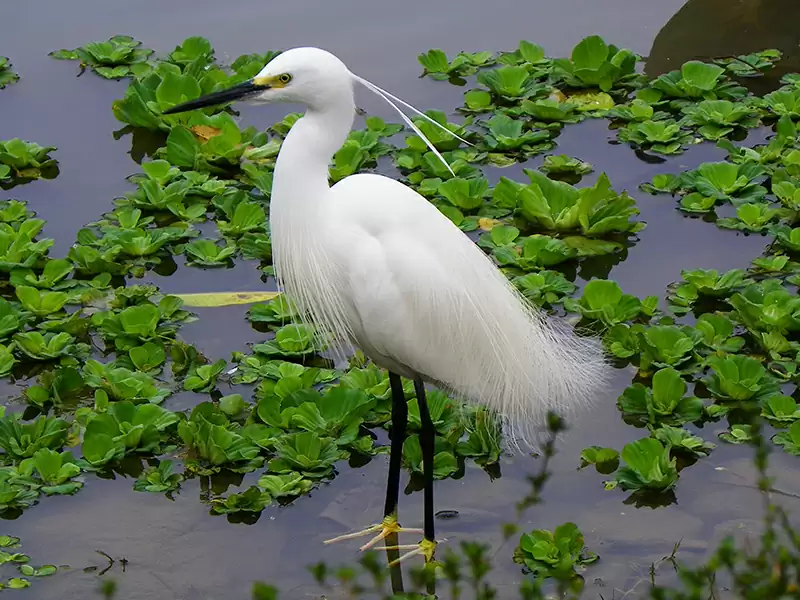 Little Egret