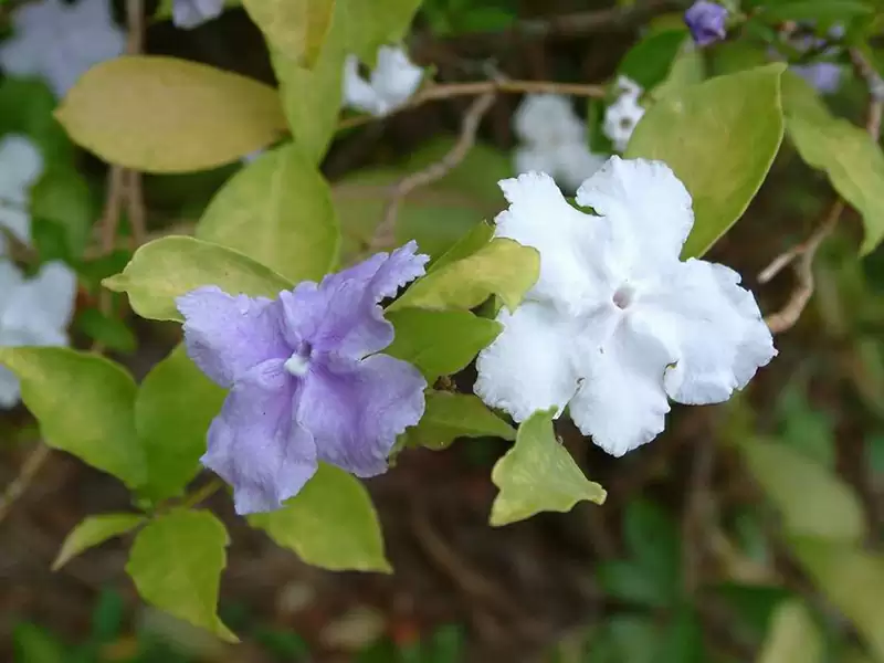 バンマツリ (ナス科)