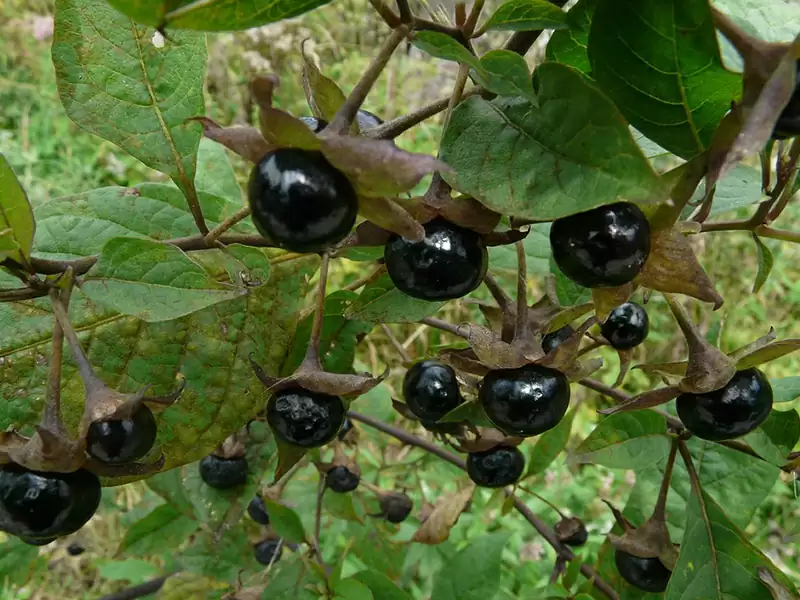 Belladonna (Solanaceae)