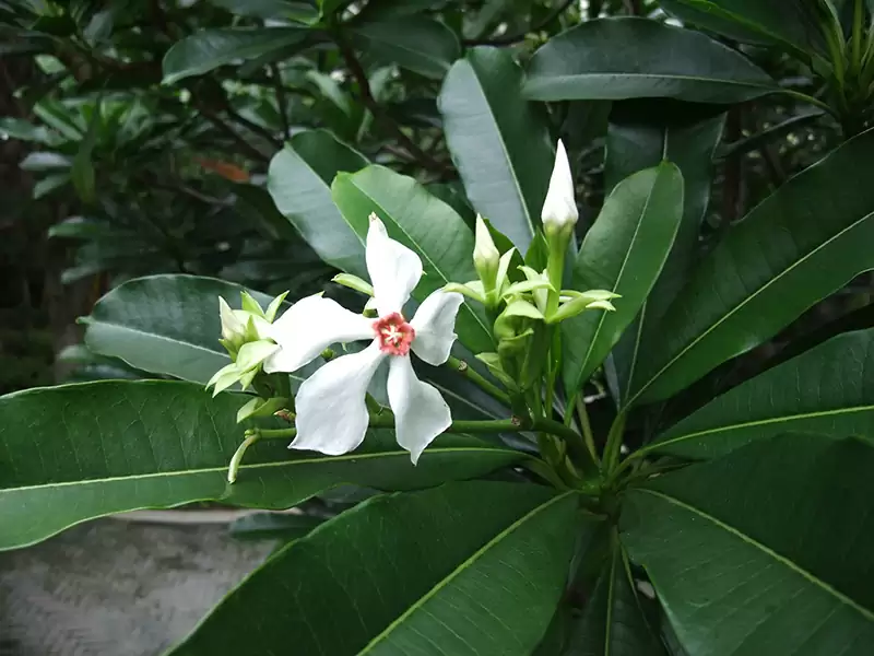 ミフクラギ (キョウチクトウ科)