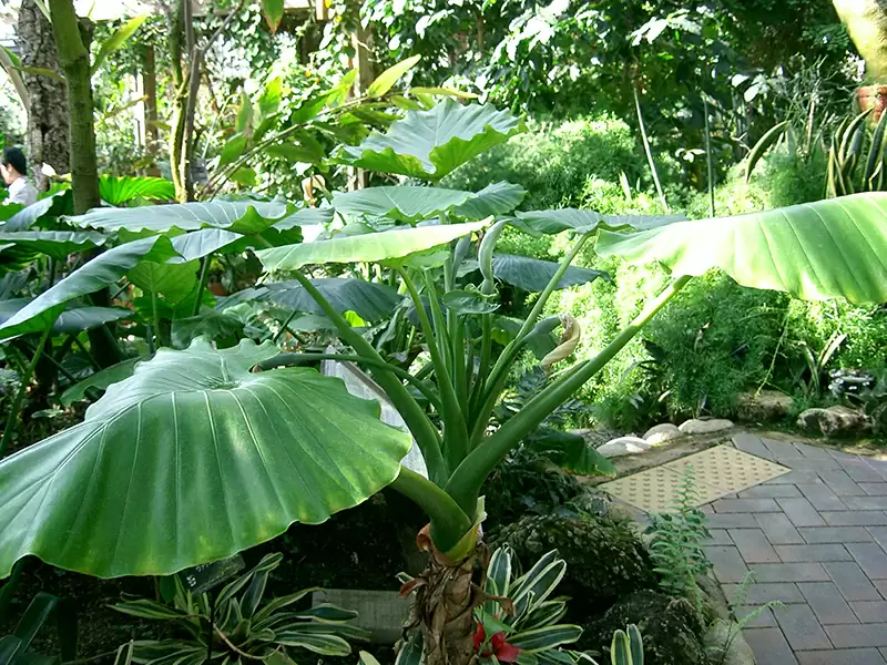 台湾姑婆芋  (天南星科)