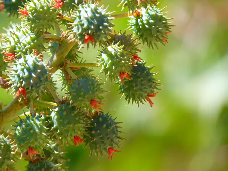 トウゴマ (トウダイグサ科)